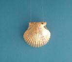 Scallop